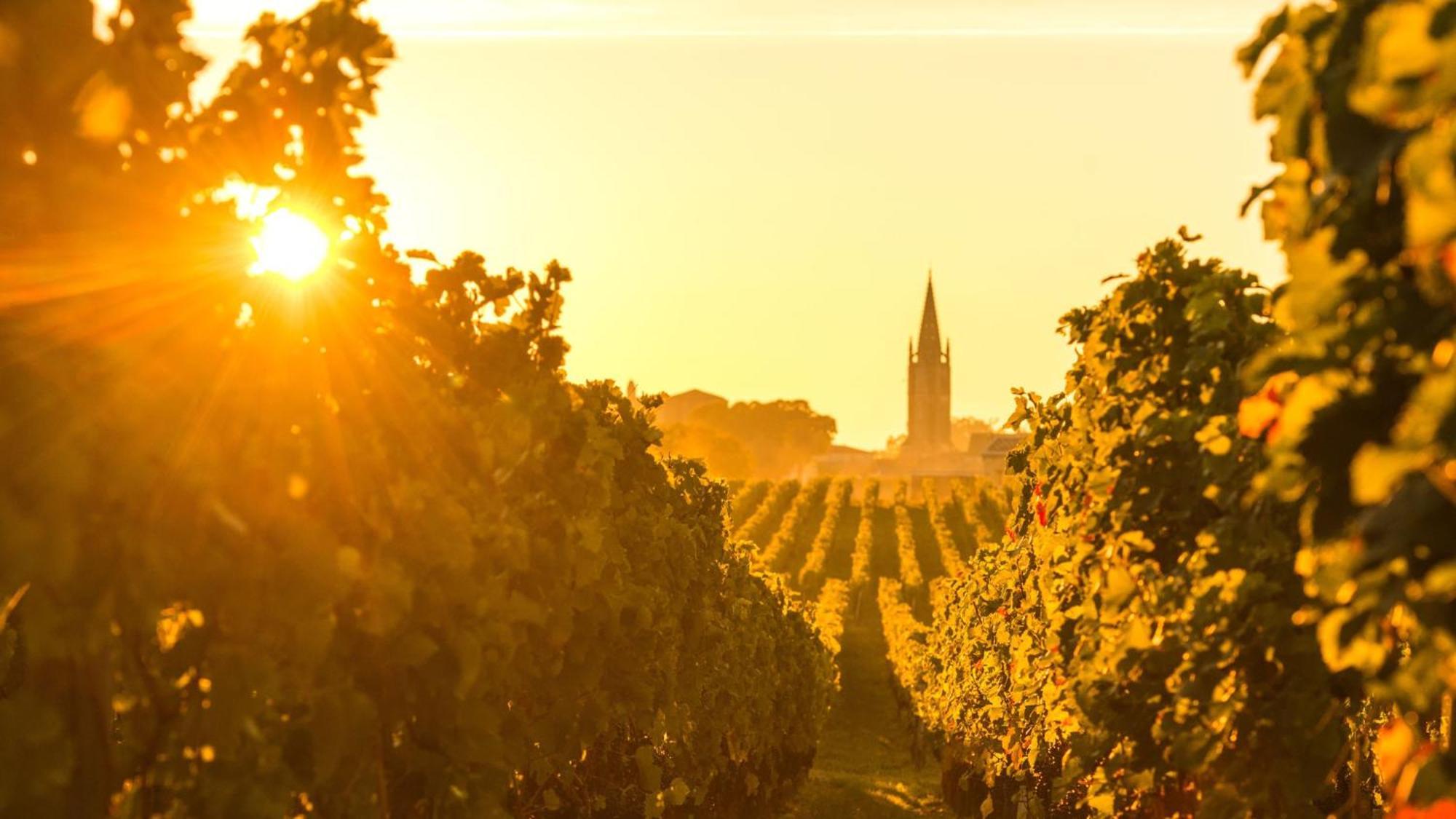 Intercontinental Bordeaux Le Grand Hotel By Ihg Dış mekan fotoğraf Vineyards in the Rheinhessen